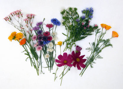 Pollinator Flowers - Early Blooming Beekeeper's Mix