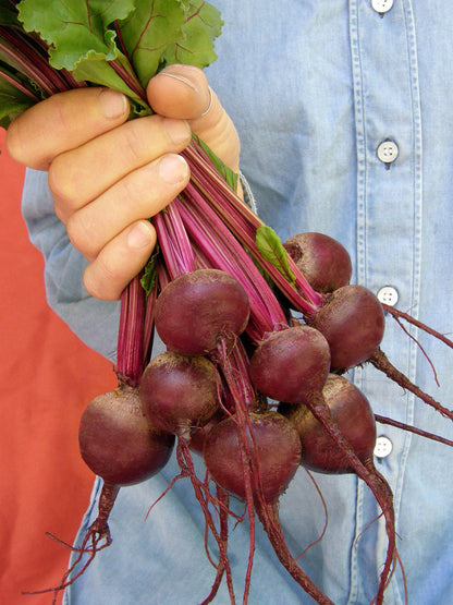 Dutch Beets - Baby Ball