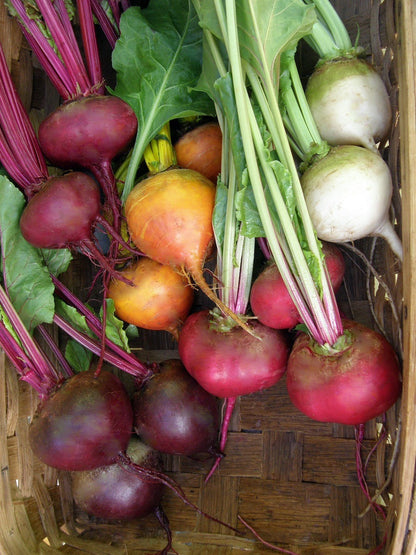 Gourmet Beets - Five Color Rainbow