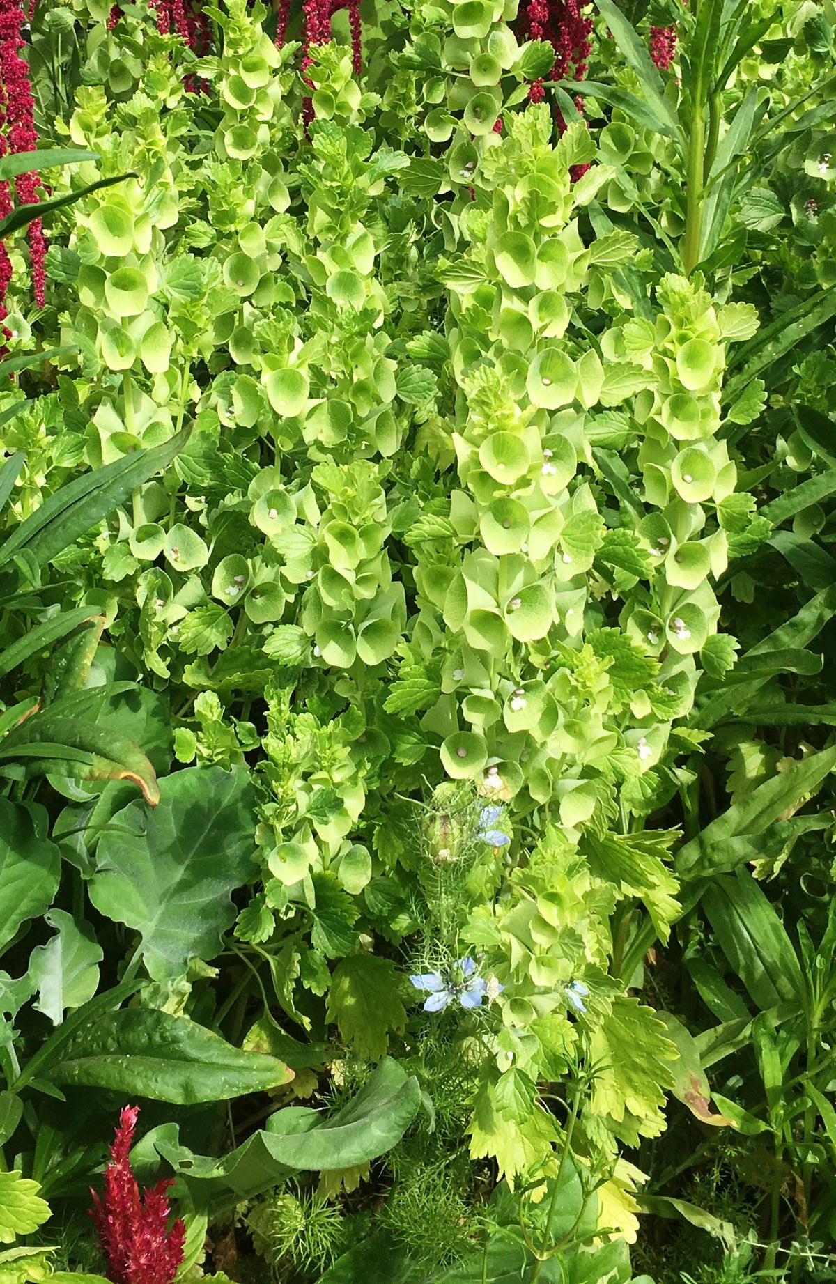 Heirloom Bells of Ireland - Antique Apple Green