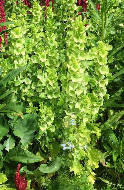 Heirloom Bells of Ireland - Antique Apple Green
