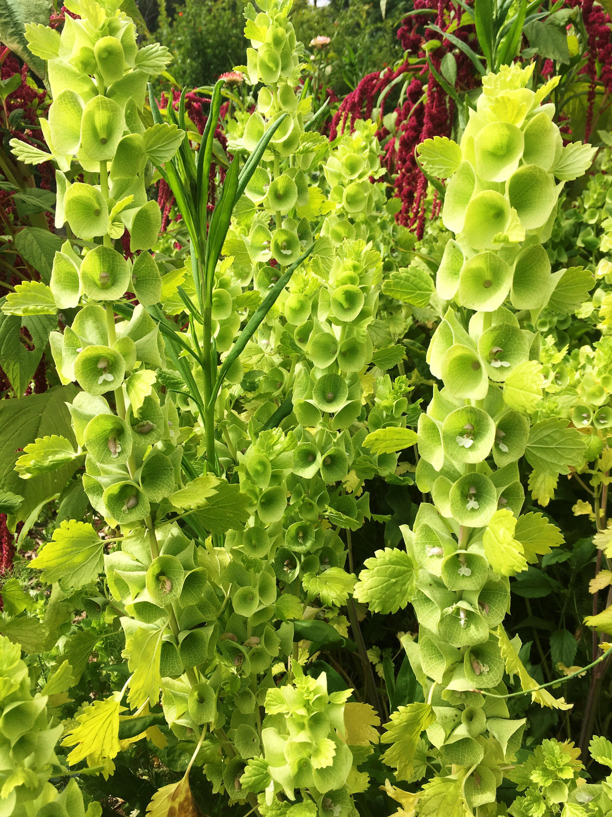 Heirloom Bells of Ireland - Antique Apple Green