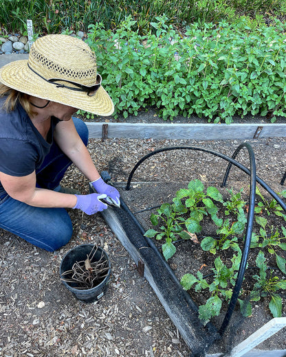 Bird X Netting: Critical Seedling Protection
