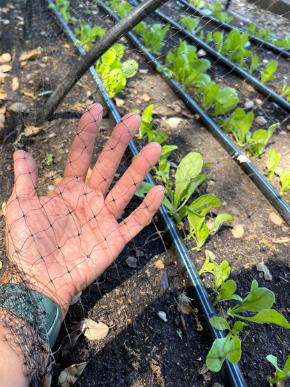 Bird X Netting: Critical Seedling Protection