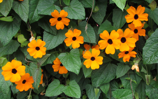 Heirloom Thunbergia - Black-Eyed Susan Vine