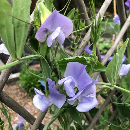 Exhibition Sweet Peas - Blue Celeste