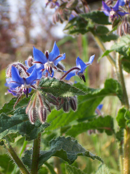 Kitchen Herbs - Blue Borage