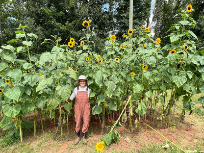 Bonus Pack - An Heirloom Sunflower Forest
