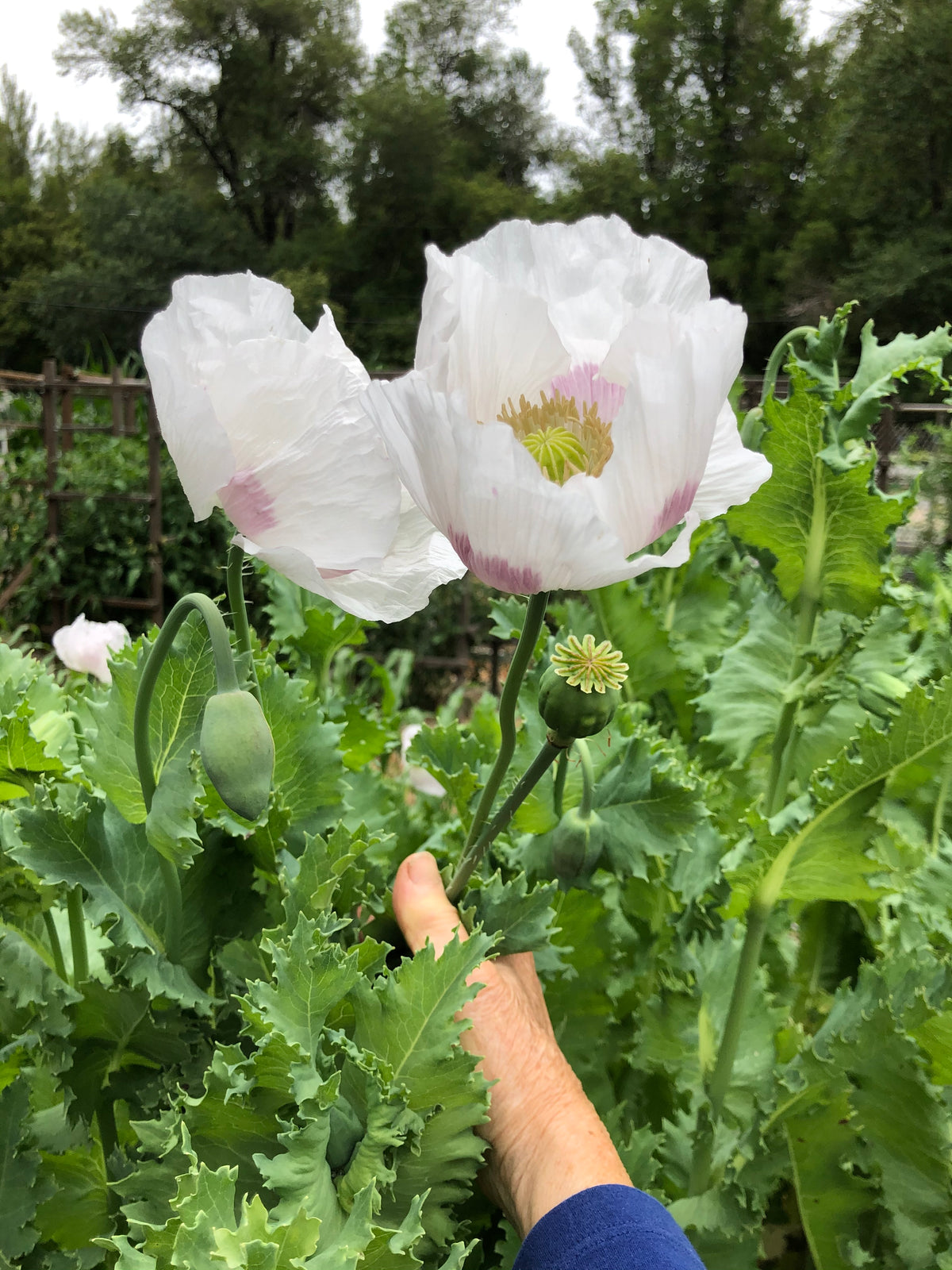 Heirloom Poppies - Hungarian Breadseed