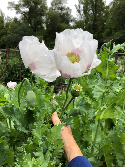 Heirloom Poppies - Hungarian Breadseed