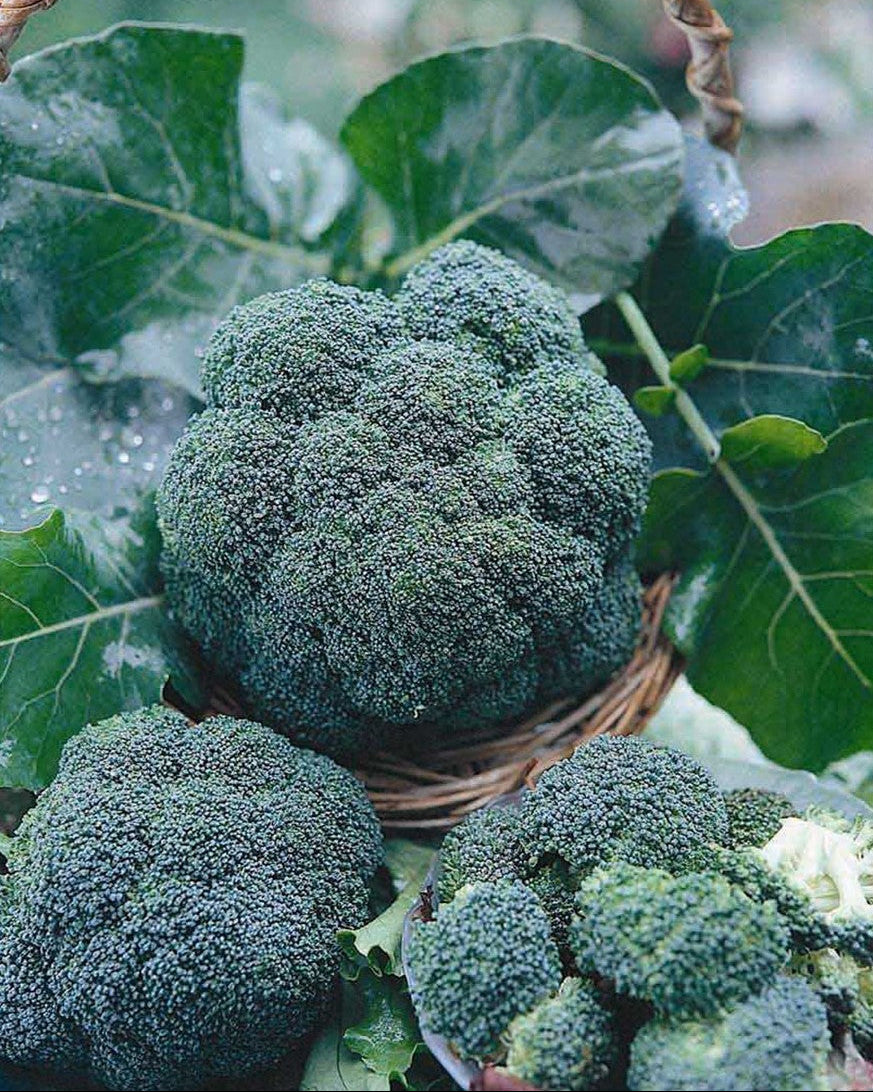Long Harvest Broccoli - All Season Blend