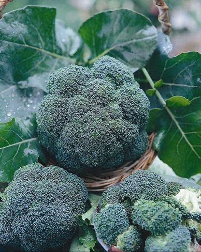 Long Harvest Broccoli - All Season Blend