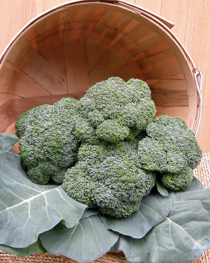 Long Harvest Broccoli - All Season Blend