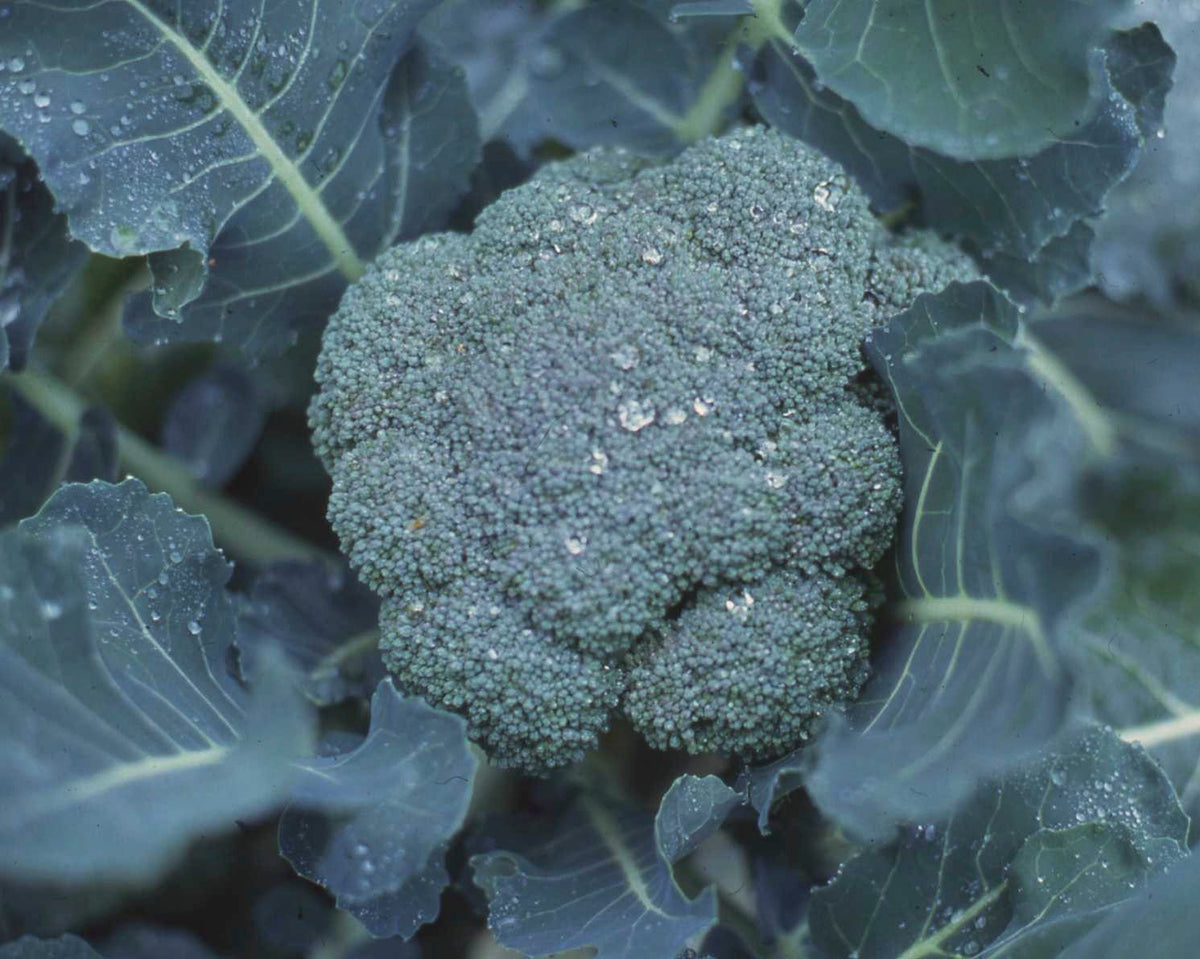Long Harvest Broccoli - All Season Blend