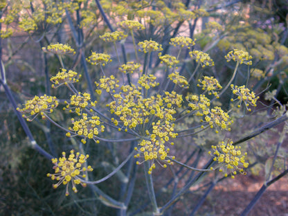 Heirloom Butterfly Herbs - Smokey Bronze Fennel
