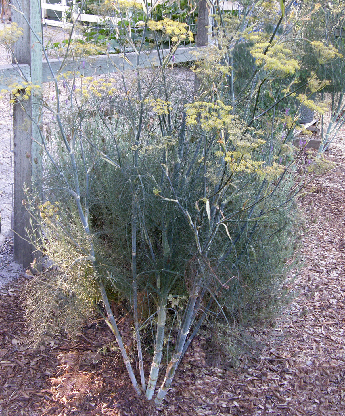 Heirloom Butterfly Herbs - Smokey Bronze Fennel
