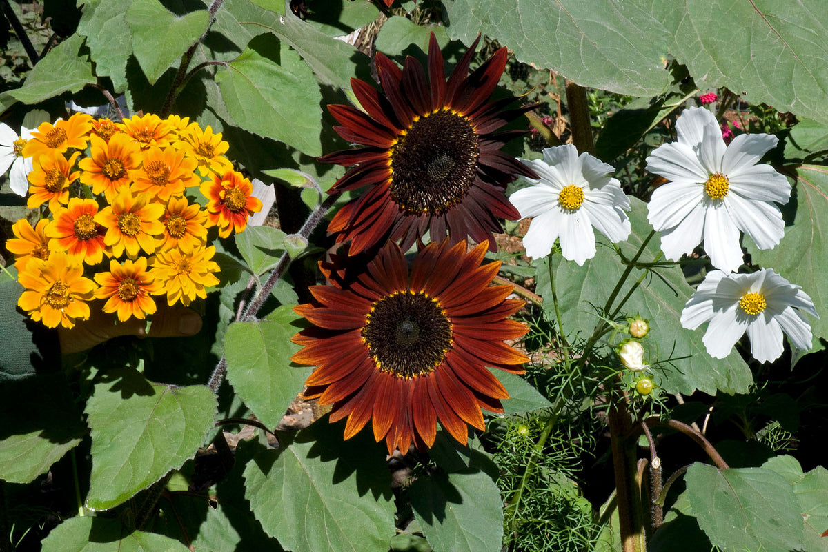 Bonus Pack - Seeds for A Butterfly Garden
