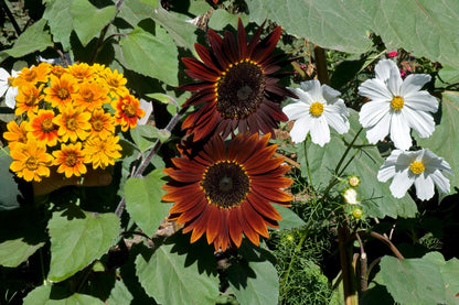 Bonus Pack - Seeds for A Butterfly Garden