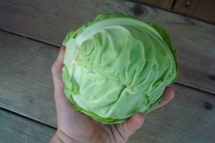 Baby Cabbage - Pixie