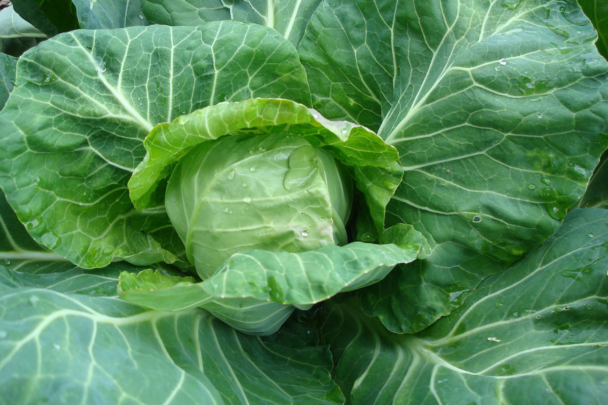 Baby Cabbage - Pixie