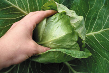 Baby Cabbage - Pixie