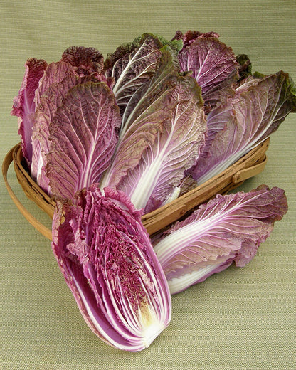 Napa Cabbage - Purple Express