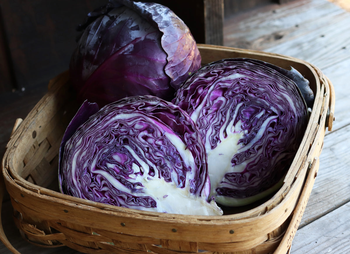Red/Purple Cabbage - Omero