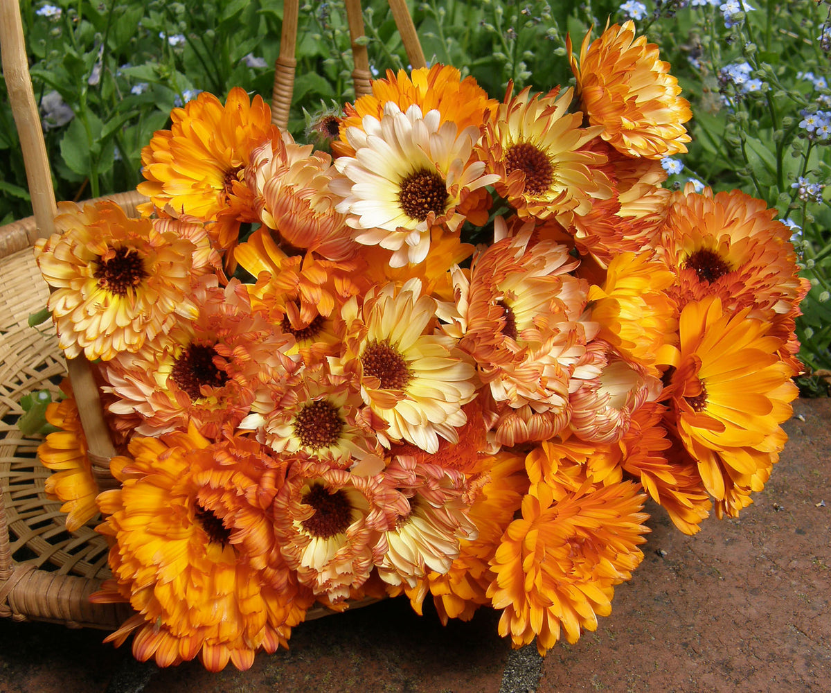 Calendula - Flashback