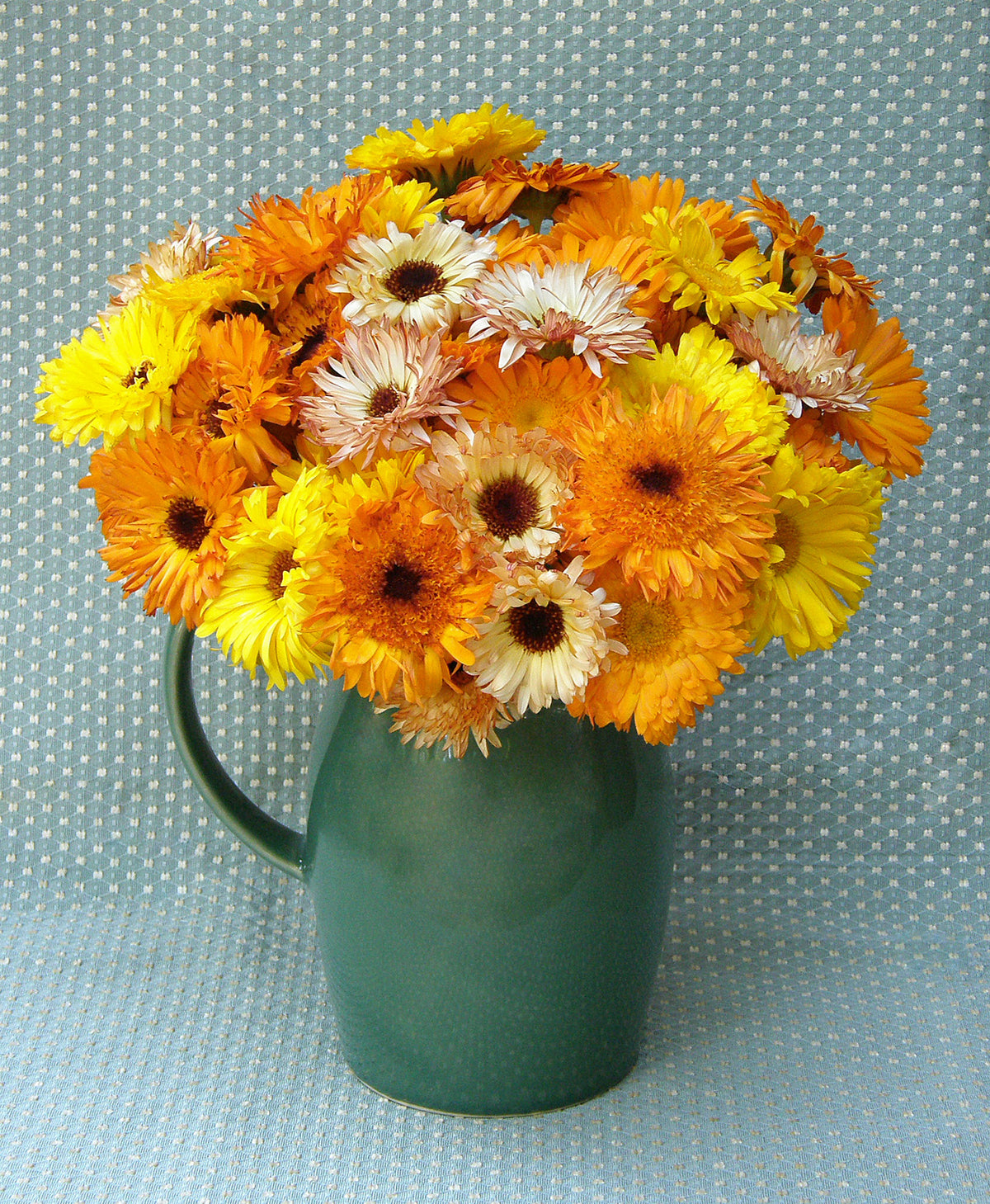 Calendula - Flashback