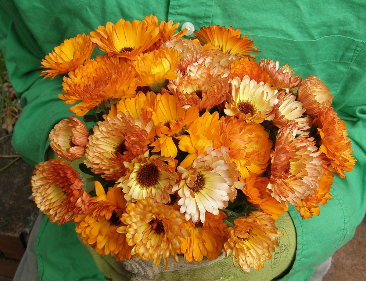 Calendula - Flashback