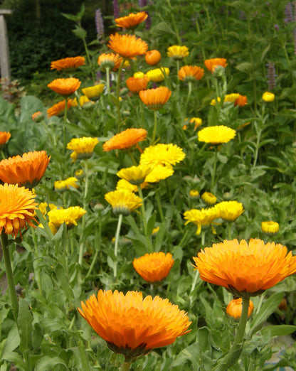 Butterfly Calendula Mix - Orange & Lemon Twist
