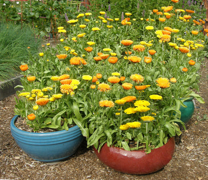 Butterfly Calendula Mix - Orange & Lemon Twist