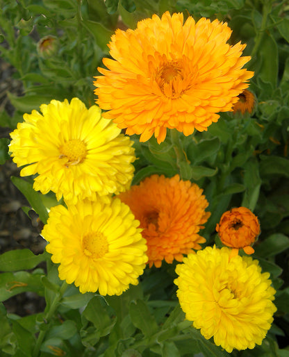 Butterfly Calendula Mix - Orange & Lemon Twist