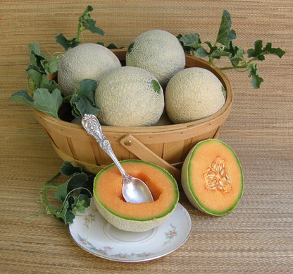 Mini Cantaloupe - Sugar Cube