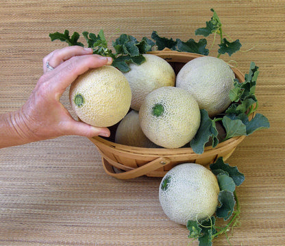 Mini Cantaloupe - Sugar Cube