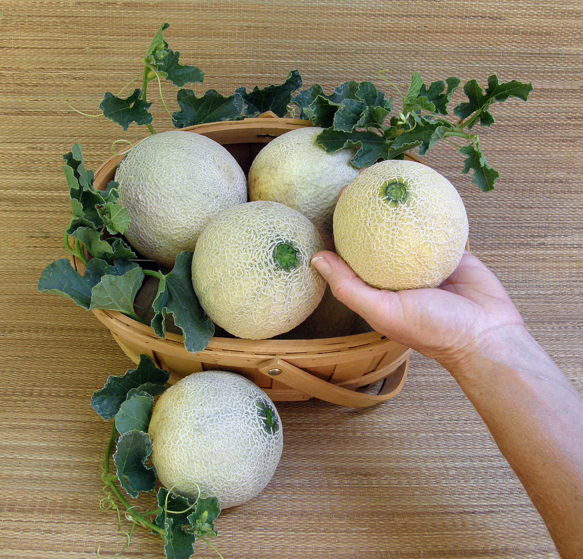 Mini Cantaloupe - Sugar Cube
