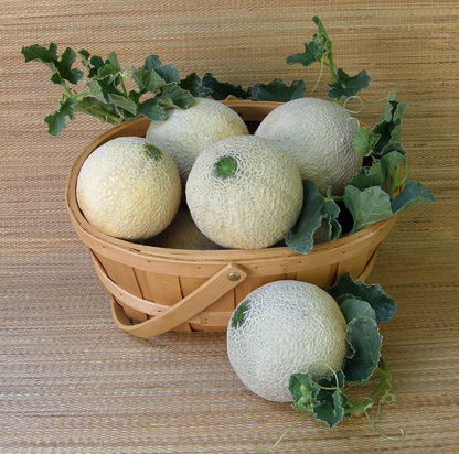 Mini Cantaloupe - Sugar Cube