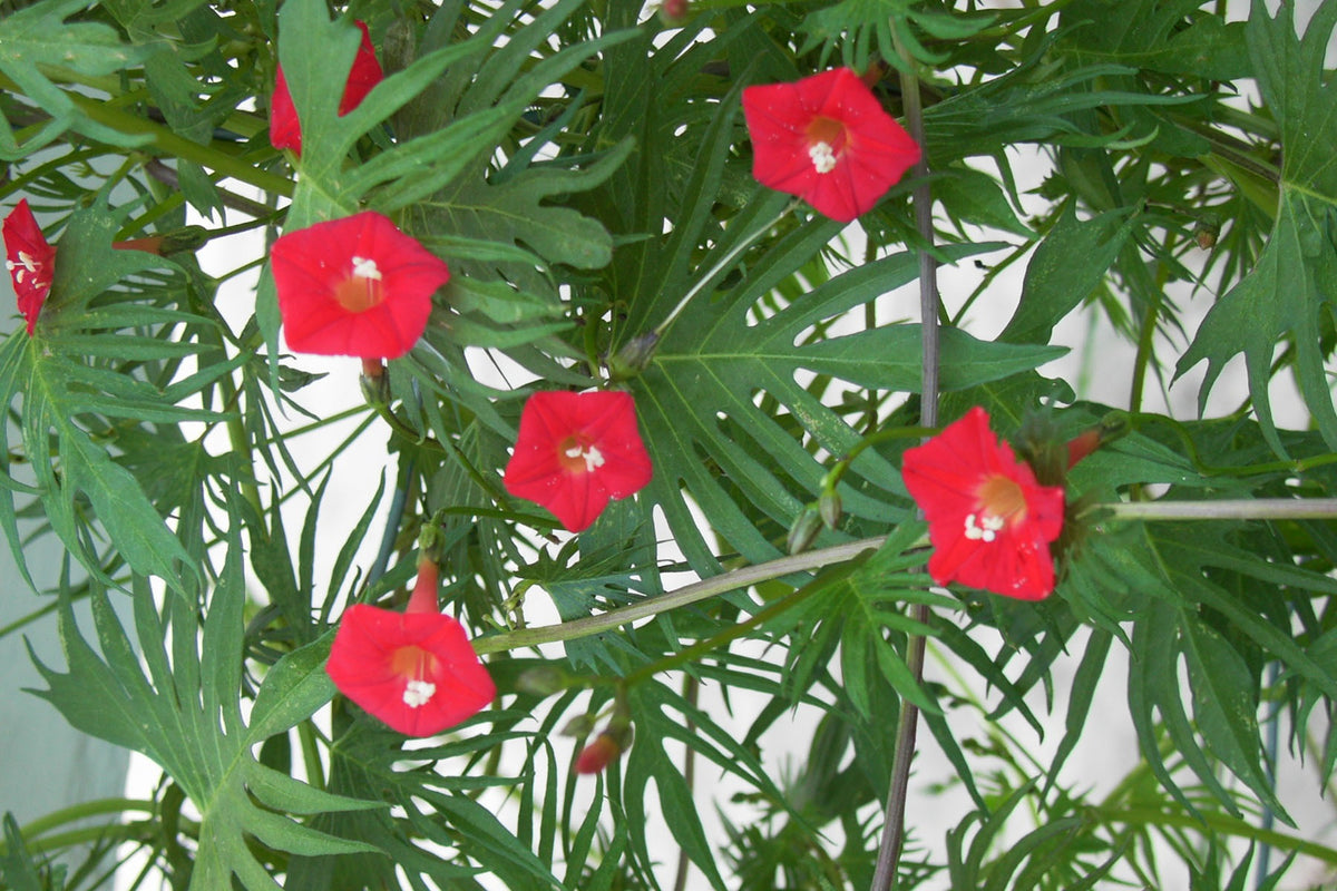 Hummingbird Favorites - Heirloom Cardinal Climber