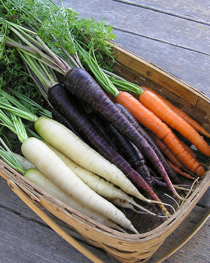 Tricolor Carrots - Circus Circus