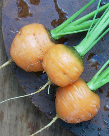 Round Baby Carrots - Romeo