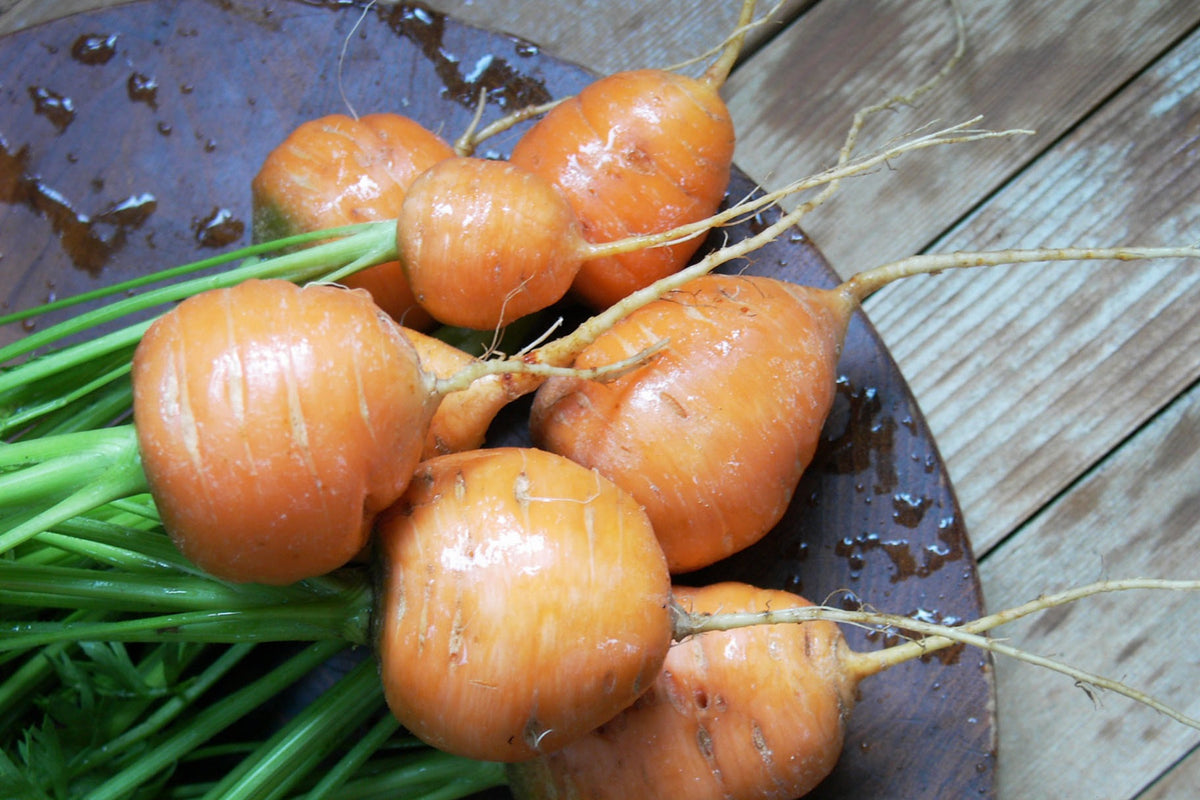 Round Baby Carrots - Romeo