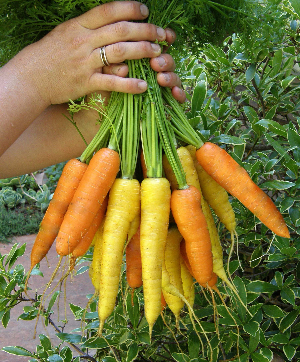 Yellow & Orange Carrots - Sunshine Mix