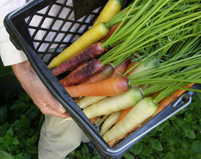 Rainbow Carrots - Harlequin Mix