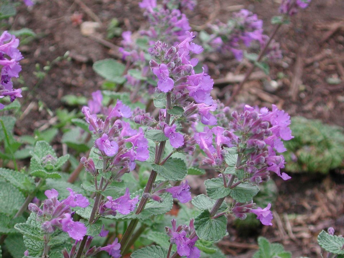 Landscaping Herbs - Catmint