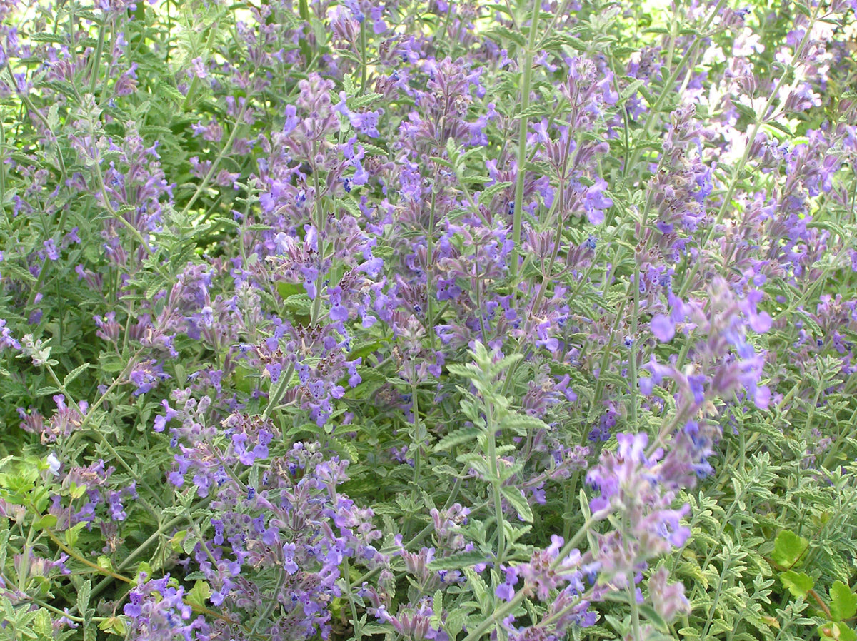 Landscaping Herbs - Catmint