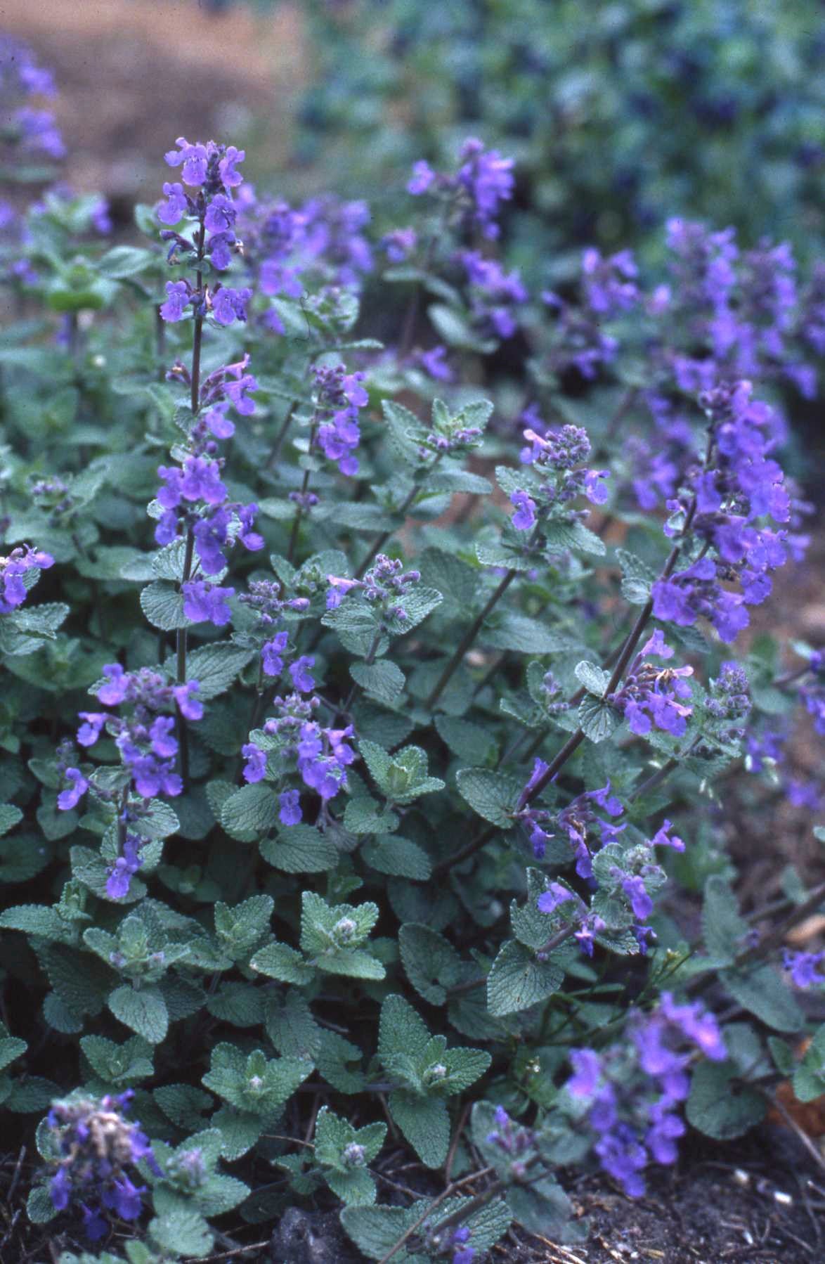 Landscaping Herbs - Catmint