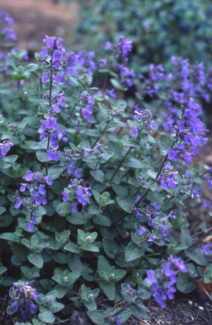 Landscaping Herbs - Catmint