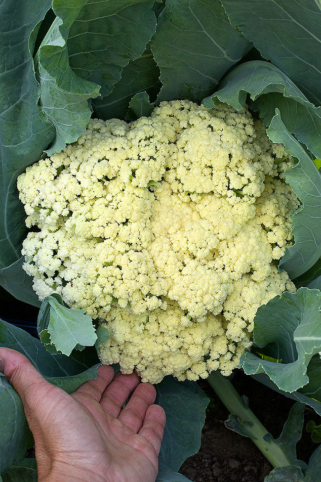 Floret Cauliflower - Fioretto