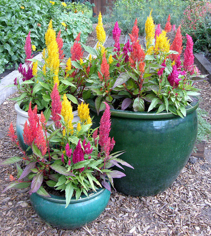 Rainbow Plume Celosia - Hippie Tie Dye