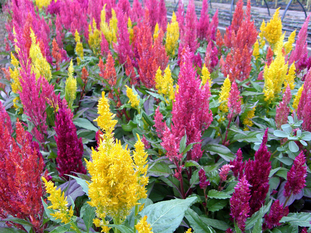 Rainbow Plume Celosia - Hippie Tie Dye